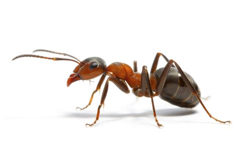 ant cum|Individual